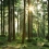 Presa si Posizione sulla Forestazione Sostenibile e la Certificazione Forestale
