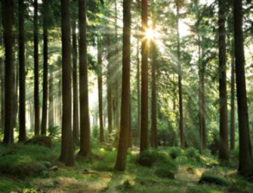 Position zur nachhaltigen Forstwirtschaft und Forst-Zertifizierung